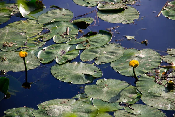 Flores de agua amarilla (Nuphar Lutea ) — Foto de Stock