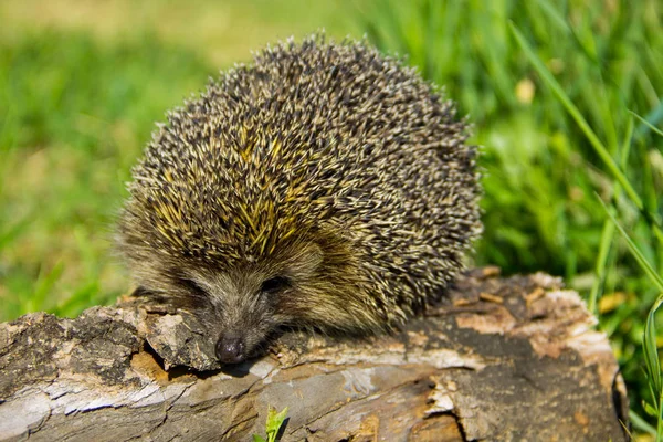 Jonge stekelige egel op de stam — Stockfoto