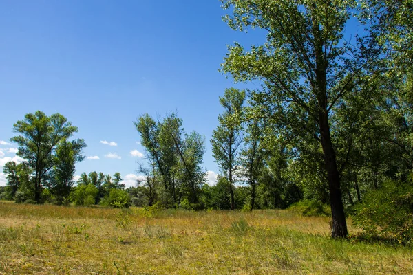 Καλοκαιρινό τοπίο με πράσινο τα δέντρα, λιβάδια και μπλε του ουρανού — Φωτογραφία Αρχείου