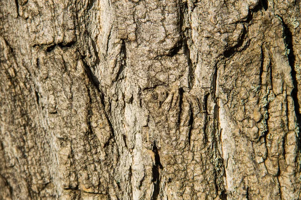 Textura de casca de árvore. Fundo de madeira — Fotografia de Stock