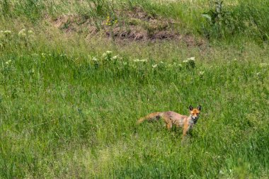 Kızıl Tilki (Vulpes Vulpes) yeşil çayır üzerinde. İçinde belgili tanımlık vahşi tilki