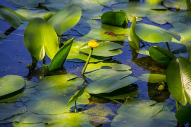 Sarı su çiçekler (Nuphar Lutea)
