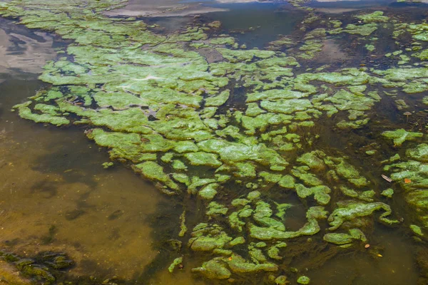 Зеленые водоросли на поверхности воды — стоковое фото