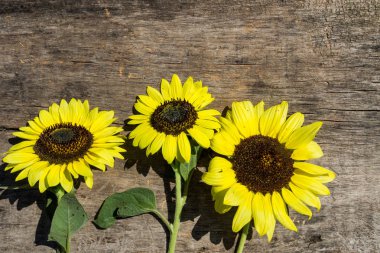 Ahşap arka plan üzerinde dekoratif ayçiçeği