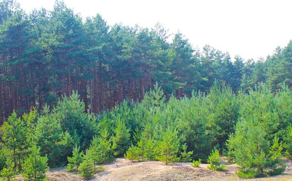 Vista del bosque de coníferas en verano — Foto de Stock