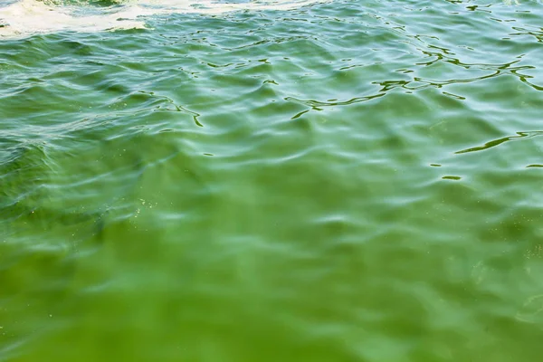 Água verde em flor. Rio poluído por algas verdes — Fotografia de Stock