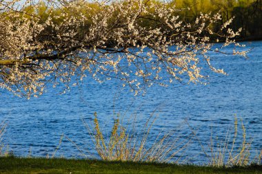 Kayısı nehir üzerinde çiçek açması ağaç