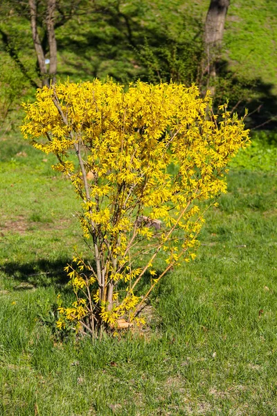 Forsythia jaune dans un parc — Photo