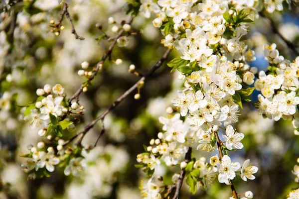 Çiçek açan kiraz ağacının ayrıntıları
