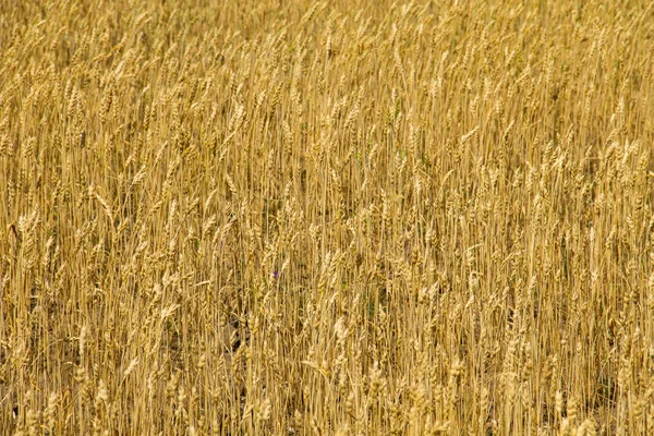 Champ de blé doré mûr close-up — Photo