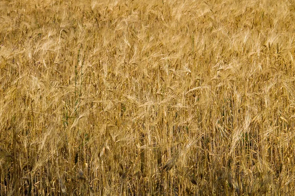 Pole zralá zlatá pšenice zblízka — Stock fotografie
