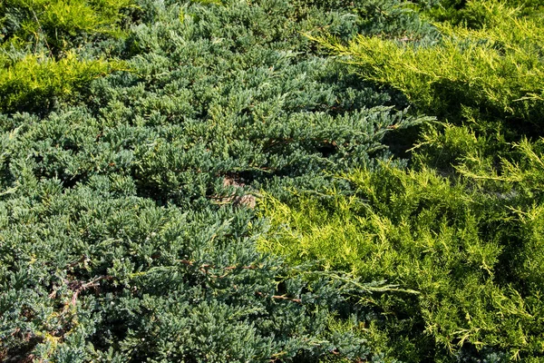 Yeşil ardıç çalılarının doğal arka planı — Stok fotoğraf