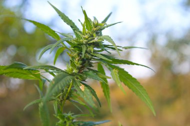 Esrar (kenevir) bitki