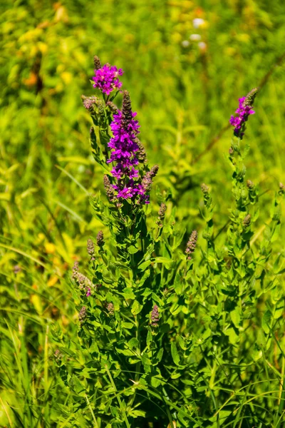 Purple Krwawnica (Krwawnica pospolita) na łące — Zdjęcie stockowe