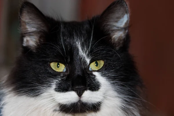 Retrato de gato fofo preto e branco close-up — Fotografia de Stock