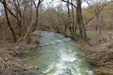 İlkbaharda ormandaki nehir