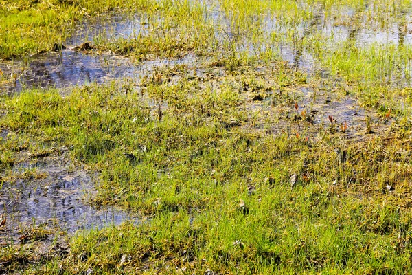 有积水的草地沼泽 — 图库照片