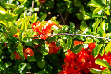 Bush Japonca Ayva (Chaenomeles) kırmızı çiçekler