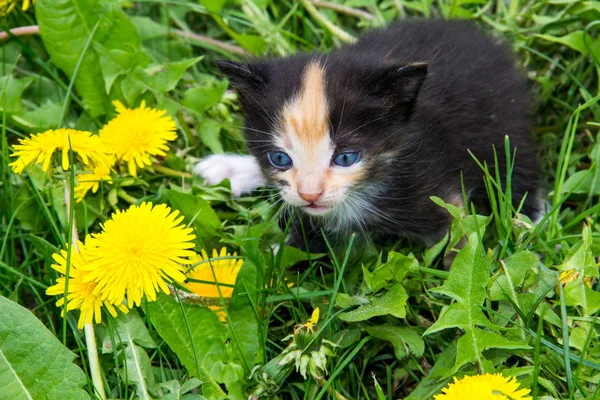 Petit chaton en fleurs de pissenlit jaunes — Photo