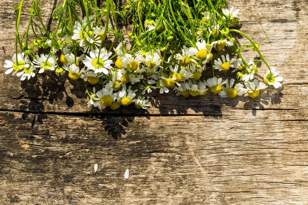 Kamillenblüten auf rustikalem Holzhintergrund mit Kopierraum. — Stockfoto