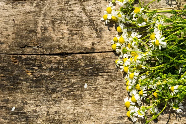 Kamillenblüten auf rustikalem Holzhintergrund mit Kopierraum. — Stockfoto