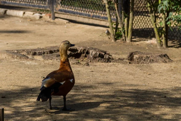 Canard roux (Tadorna Ferruginea ) — Photo