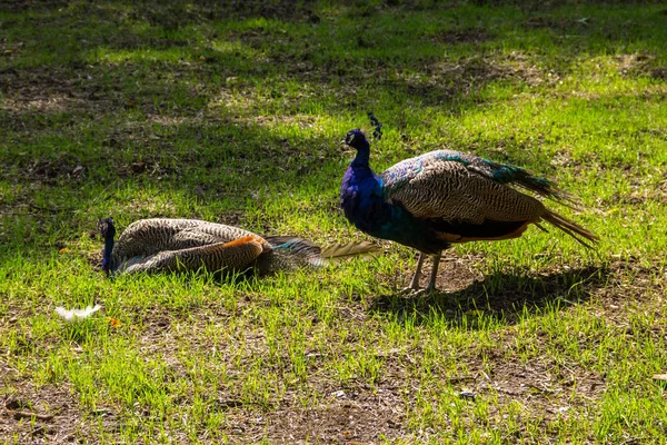 Индийские павлины или голубые павлины (Pavo cristatus) — стоковое фото