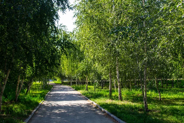 Alley with young birch trees in a park on summer — Stock Photo, Image