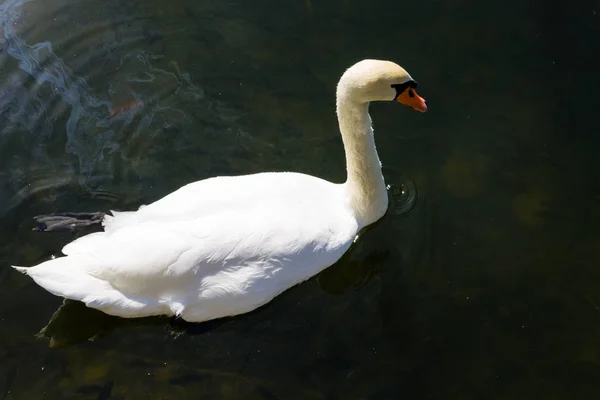 Cisne branco flutuando no lago — Fotografia de Stock