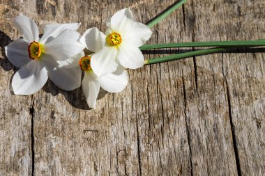 Beyaz nergis çiçek kopya rustik ahşap zemin üzerine sp