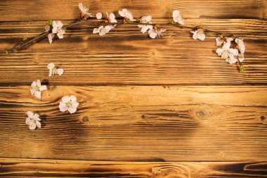 Ahşap zemin üzerine kayısı ağacının çiçekleri