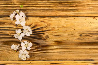 Ahşap zemin üzerine kayısı ağacının çiçekleri