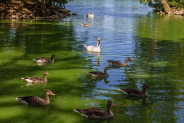 Kuğu ve yüzme göldeki ördekler