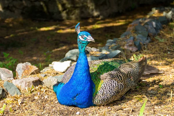 Indiai peafowl vagy kék peafowl (Pavo cristatus) — Stock Fotó