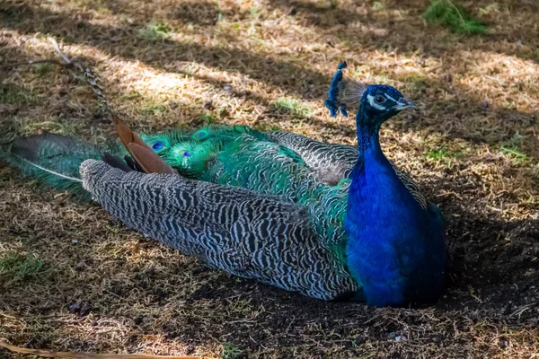 Peafowl indiano ou pavão azul (Pavo cristatus) — Fotografia de Stock