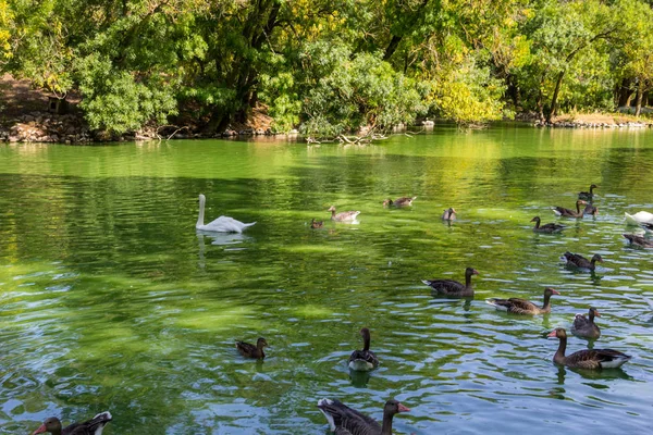 Лебеди и утки, купающиеся в озере — стоковое фото