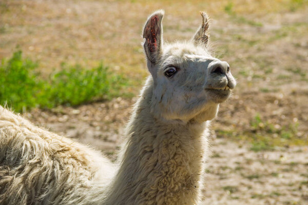 Portrait of a white lama