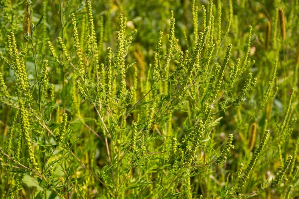 Green ragweed plants — Stock Photo, Image
