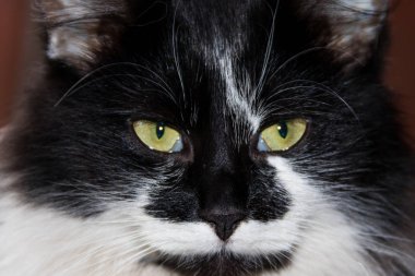Siyah ve beyaz kabarık kedi yakın çekim portresi