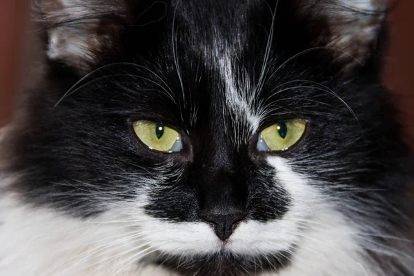 Retrato de gato fofo preto e branco close-up — Fotografia de Stock