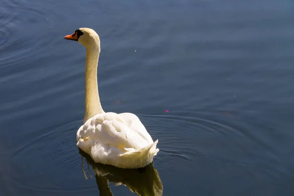Witte zwaan drijvend op het meer — Stockfoto