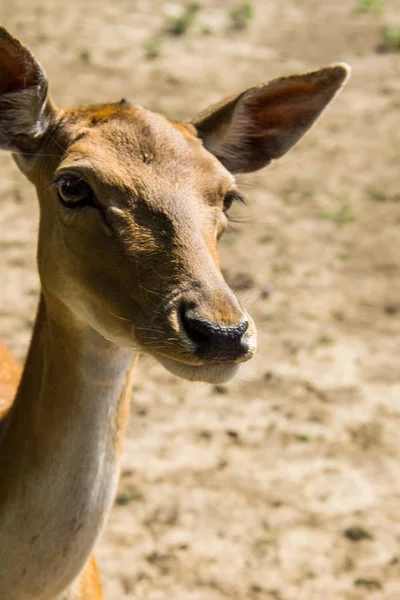 Портрет белохвостого оленя (Odocoileus virginianus ) — стоковое фото