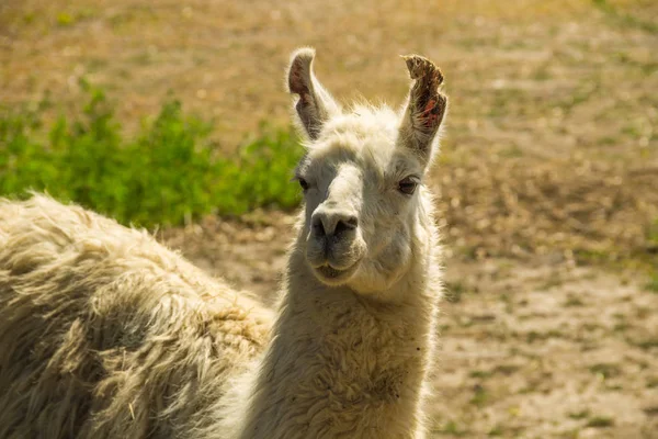 Ritratto di un lama bianco — Foto Stock