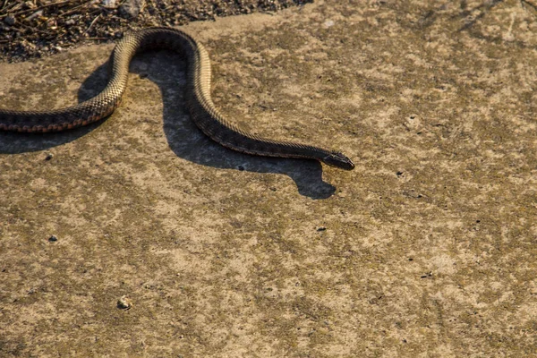 Víbora europea, víbora común (Vipera berus ) —  Fotos de Stock