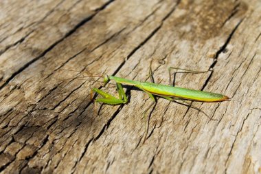 peygamber devesi (mantis bileğinde)