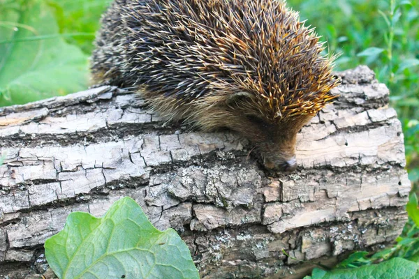 Egel op het logboek — Stockfoto