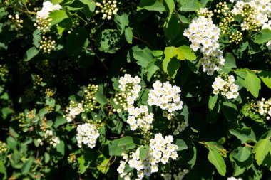 Beyaz çiçekli çalı erkeçsakalı aguta (gelinler çelenk)