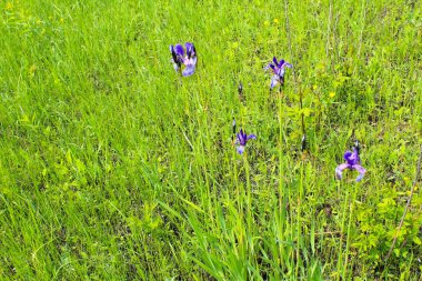 Vahşi mavi süsen çiçekleri