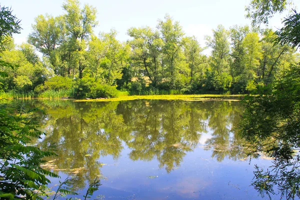 Krásné jezero v létě — Stock fotografie
