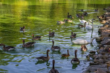 Kuğu ve yüzme göldeki ördekler